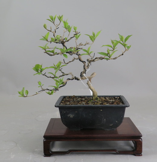 Bonsai de Callicarpa