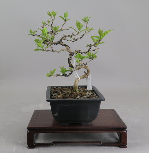 Bonsai de Callicarpa
