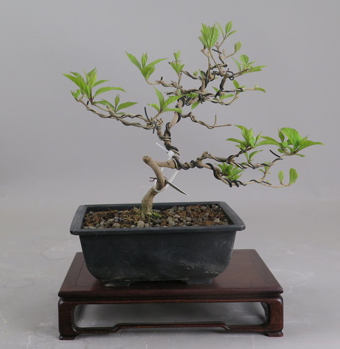 Bonsai de Callicarpa