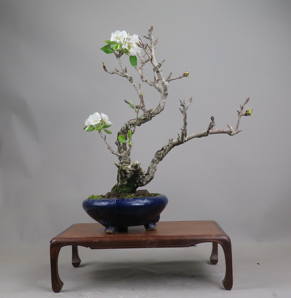 Bonsai de Peral