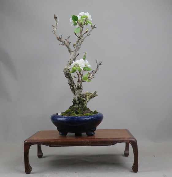 Bonsai de Peral