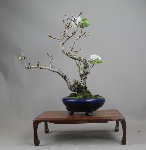 Bonsai de Peral