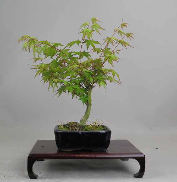 Bonsai de Acer palmatum