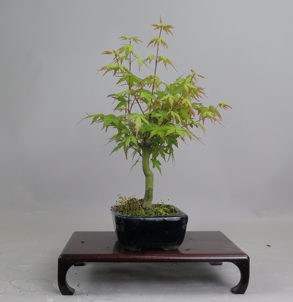 Bonsai de Acer palmatum