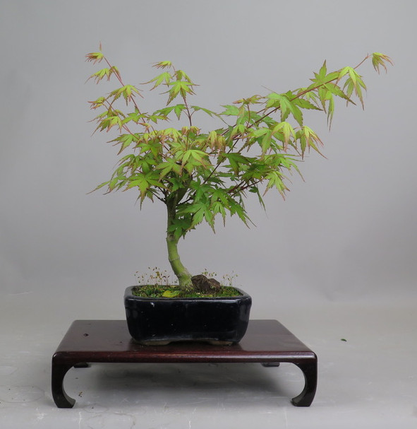Bonsai de Acer palmatum