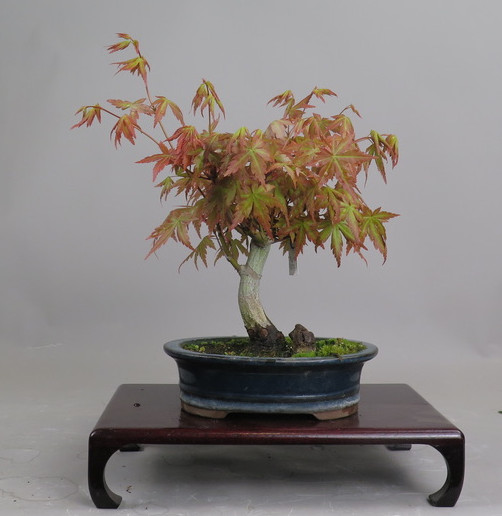 Bonsai de Acer palmatum