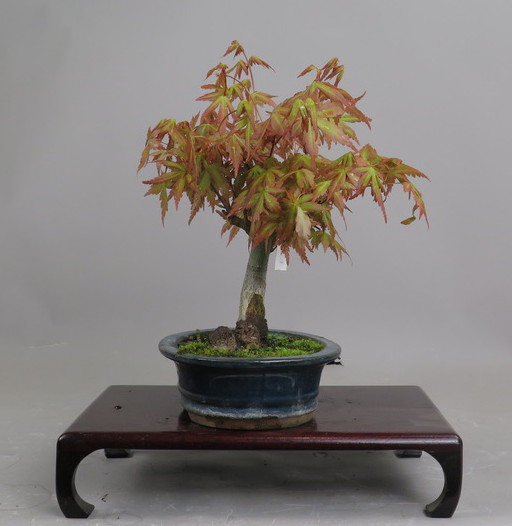 Bonsai de Acer palmatum