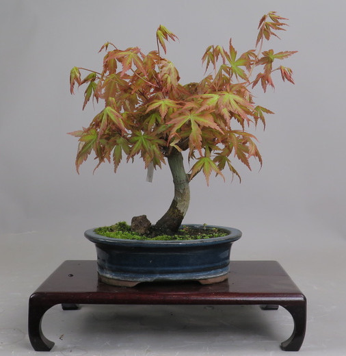 Bonsai de Acer palmatum