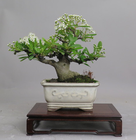 Bonsai de Piracanta