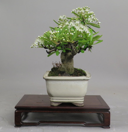 Bonsai de Piracanta