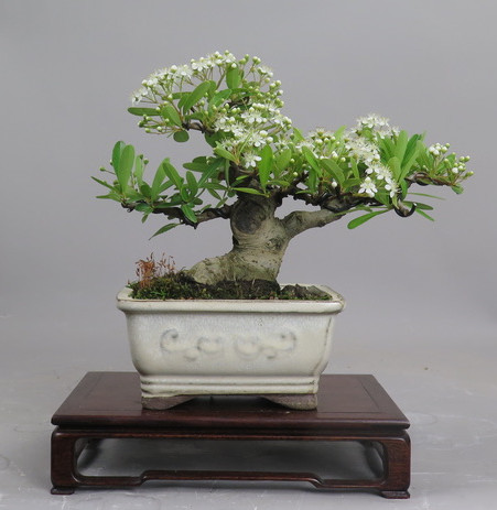 Bonsai de Piracanta