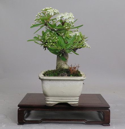 Bonsai de Piracanta