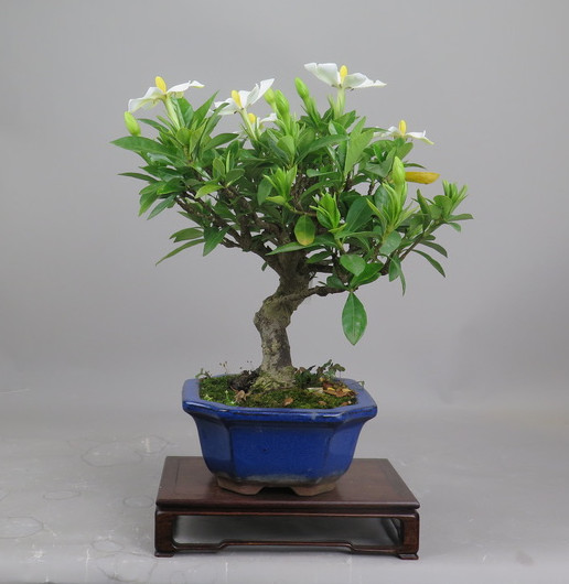 Bonsai de Gardenia
