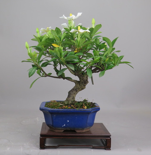 Bonsai de Gardenia