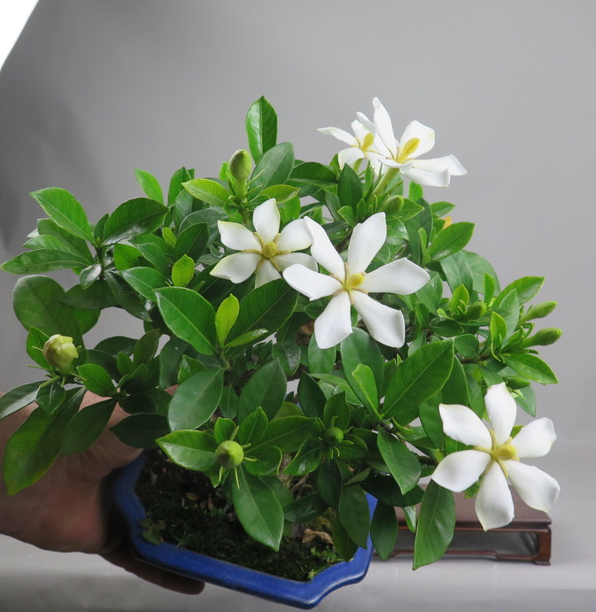 Bonsai de Gardenia