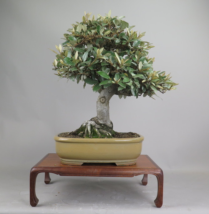 Bonsai de Eleagnus