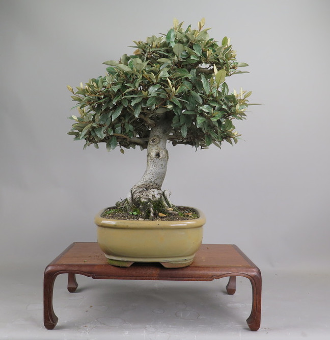 Bonsai de Eleagnus