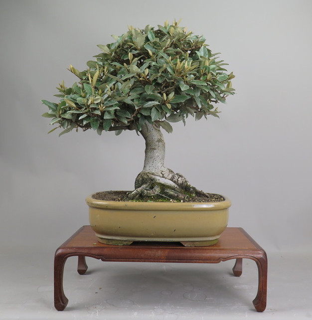 Bonsai de Eleagnus