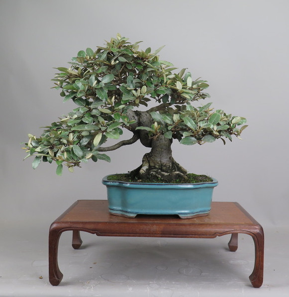 Bonsai de Eleagnus