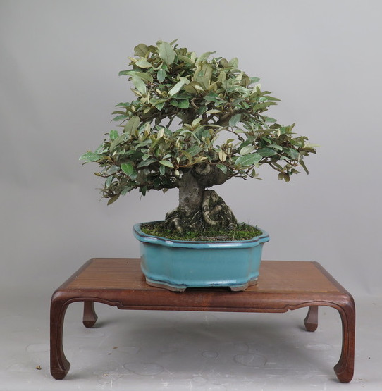 Bonsai de Eleagnus