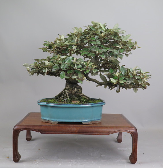 Bonsai de Eleagnus
