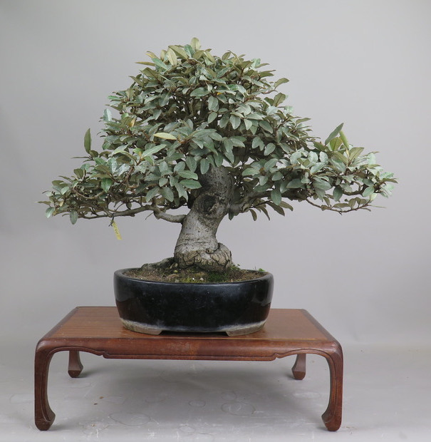 Bonsai de Eleagnus
