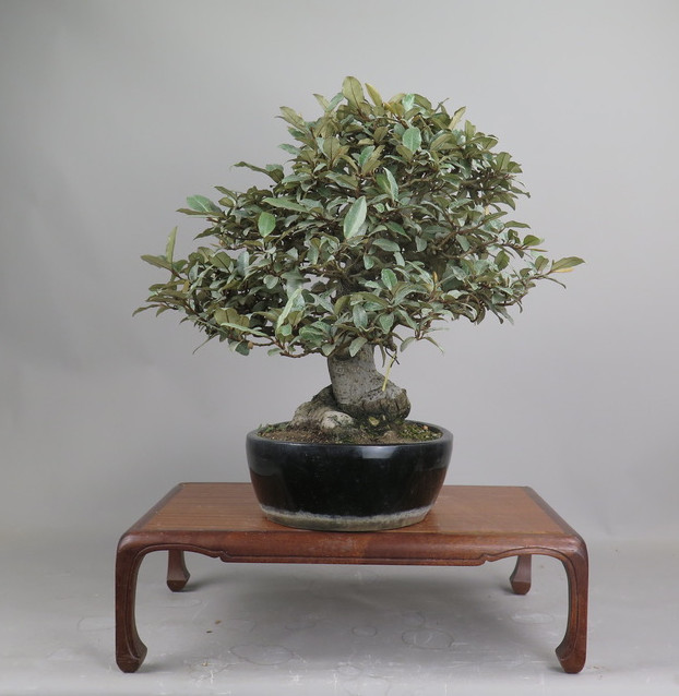 Bonsai de Eleagnus