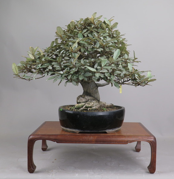 Bonsai de Eleagnus