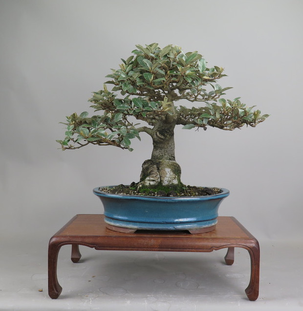 Bonsai de Eleagnus
