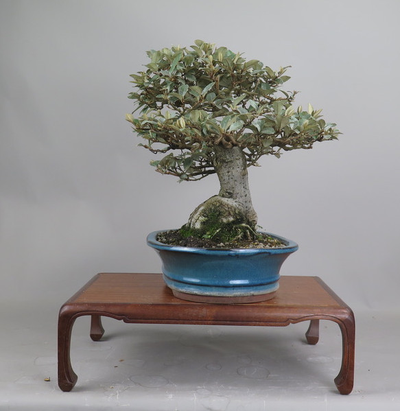 Bonsai de Eleagnus