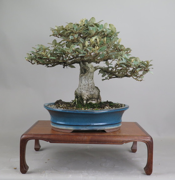 Bonsai de Eleagnus