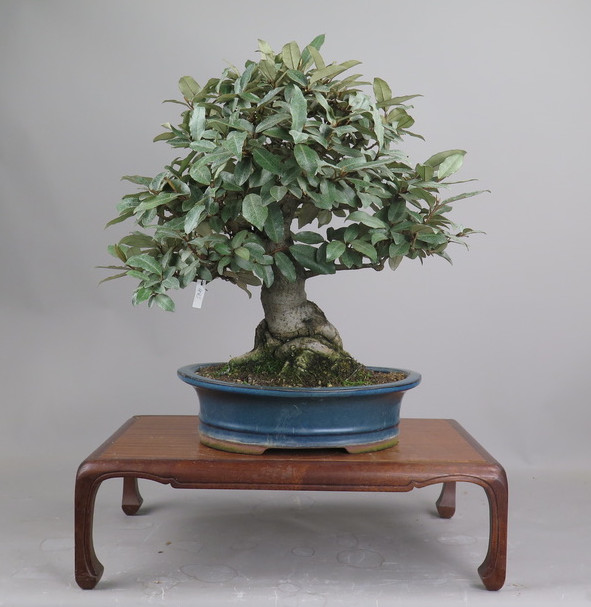 Bonsai de Eleagnus
