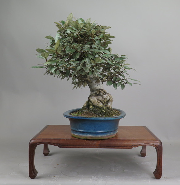 Bonsai de Eleagnus