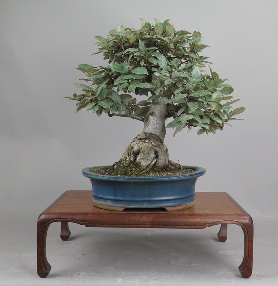 Bonsai de Eleagnus