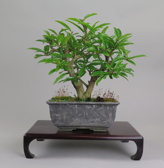 Bonsai de granado