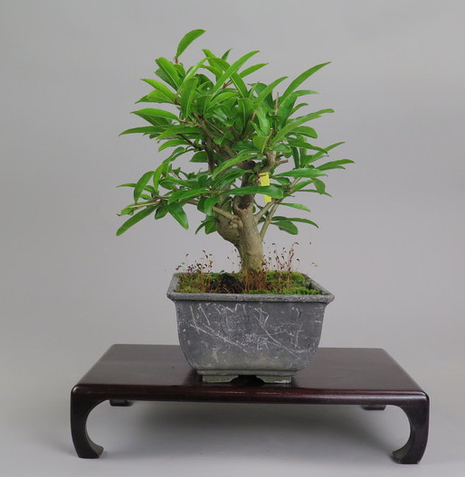 Bonsai de granado