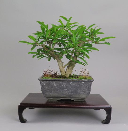 Bonsai de granado