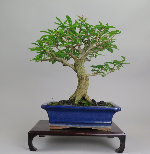 Bonsai de granado