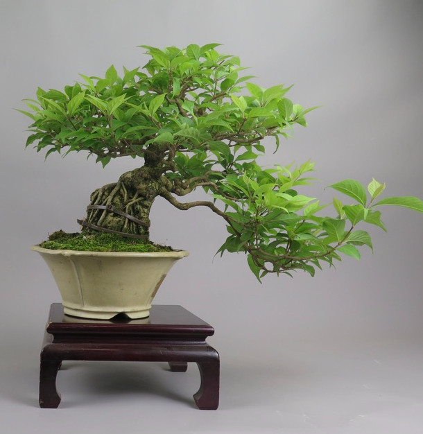 Bonsai de Callicarpa