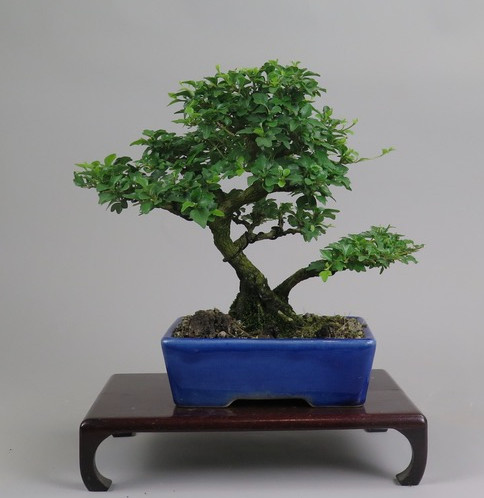 Bonsai de Premna