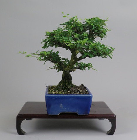 Bonsai de Premna