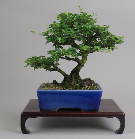 Bonsai de Premna