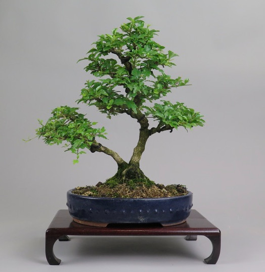 Bonsai de Premna