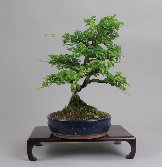Bonsai de Premna