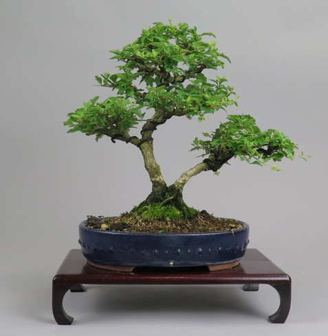 Bonsai de Premna