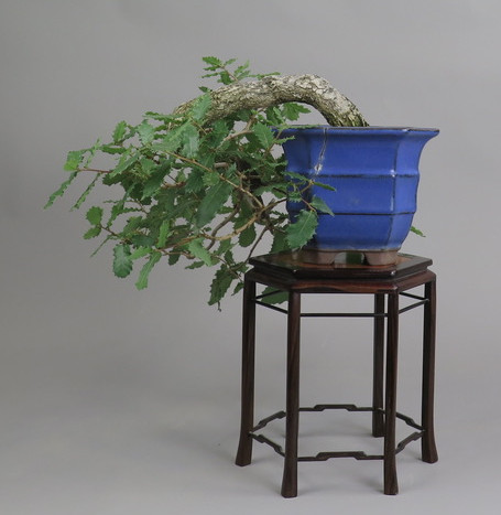 Bonsai de roble