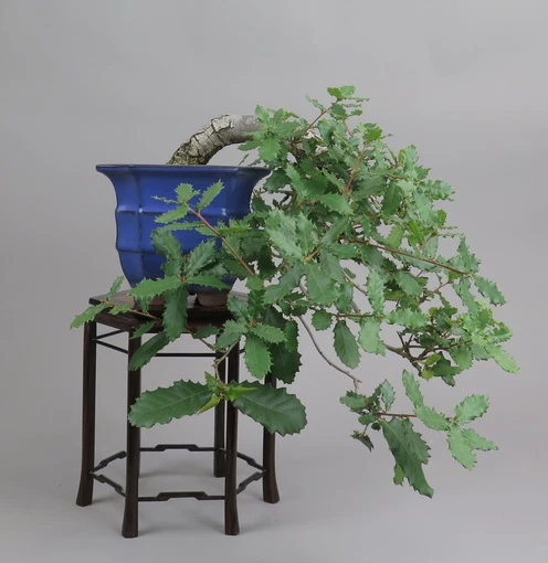 japanese larch bonsai Bonsai Special