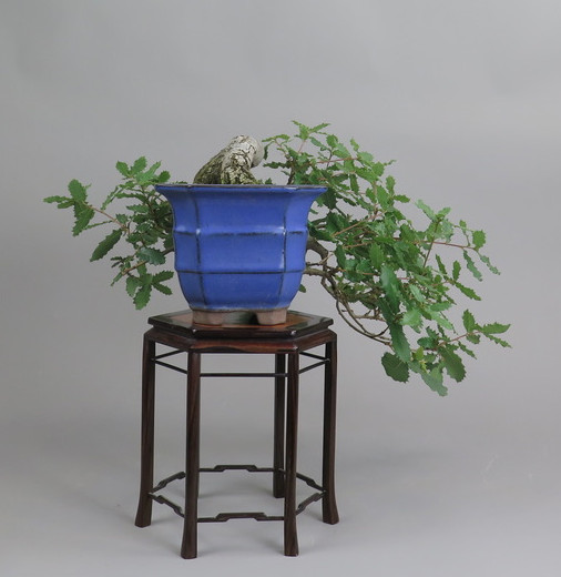 Bonsai de roble
