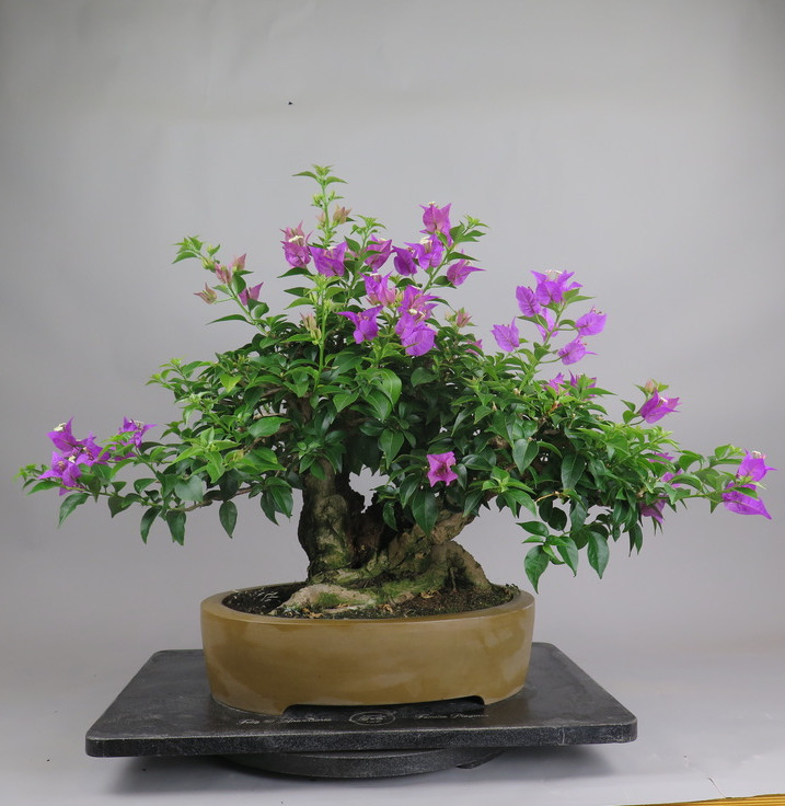 Bonsai de Bouganvillea
