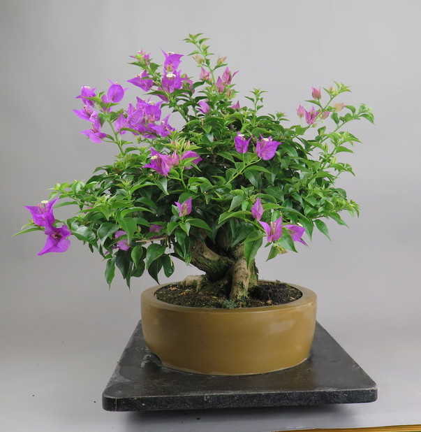 Bonsai de Bouganvillea